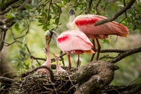 Roseate Spoonbills