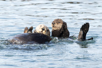 Southern Sea Otters