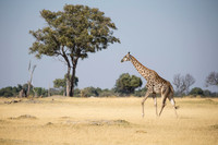 Giraffe