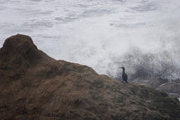 Dec 2023 30-foot waves 29,000 kj at Bodega Head