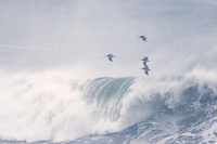 Dec 2023 30-foot waves 29,000 kj at Bodega Head