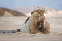 First year Elephant Seal back on the beach for the breeding season