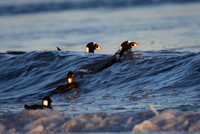 Surf Scoters ride the waves