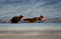 Surf Scoters are lured out of the water by sand crabs
