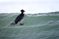 Surfing Surf Scoter