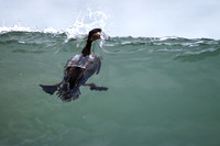 Surf Scoter