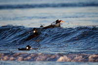Surfing Surf Scoters