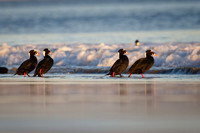 A gaggle of Surf Scoters