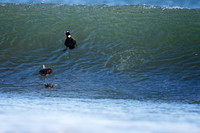 Surf Scoters dive into the waves