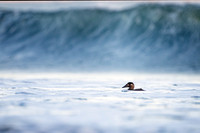 Surf Scoter in the waves