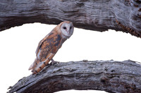 Juvenile Barn owl hunting Kestrels