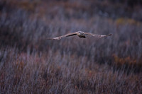 Northern Harrier female on a last hunt before bedtime
