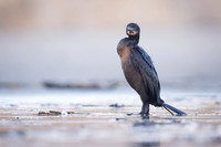 Brandt's Cormorant
