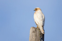Leucistic Red-Shouldered Hawk