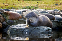Breakfast for an Otter