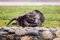 Otter kids at play