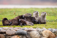 Otter family portrait