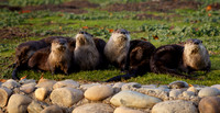 Otter family portrait