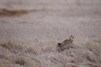 Short-Eared Owl waking up