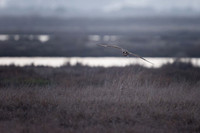 Short-Eared Owl hunting the marsh