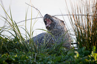 River Otters have no manners