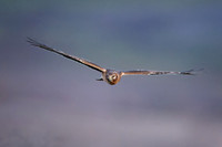 Female Northern Harrier on the hunt