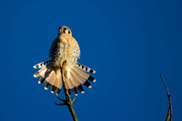 American Kestrel