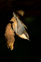 Pygmy Nuthatch