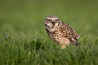 Burrowing Owl