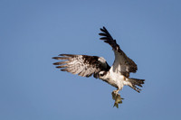 Osprey