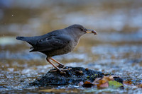 American Dipper with prey.
