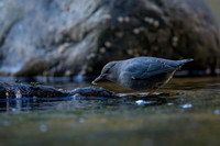 American Dipper with prey