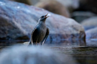 American Dipper singing display for a nearby bird