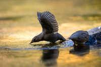 American Dipper displays for another bird