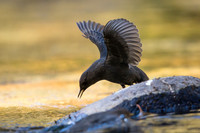 American Dipper displays for another bird nearby