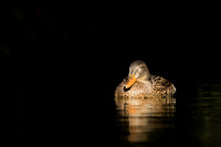Mallard female duck