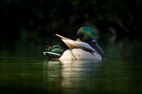 Mallard drake