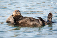 Sea Otter and baby