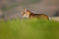 Bobcat starts her afternoon hunt