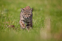 Hunting Bobcat