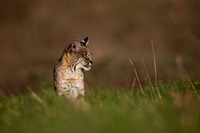 Bobcat shows her good side