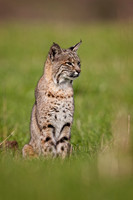Beautiful Bobcat female on the hunt