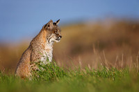 Bobcat