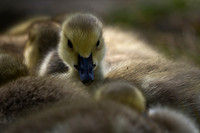 Canada Goose gosling