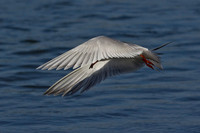 Forster's Tern