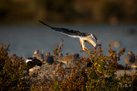 Black Skimmer Juvenile