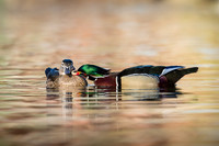 Wood Ducks whispering sweet nothings