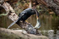 Anhinga with catch