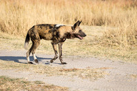 Wild Dog
