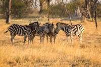 Zebras share a private joke